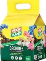 Orchidee
