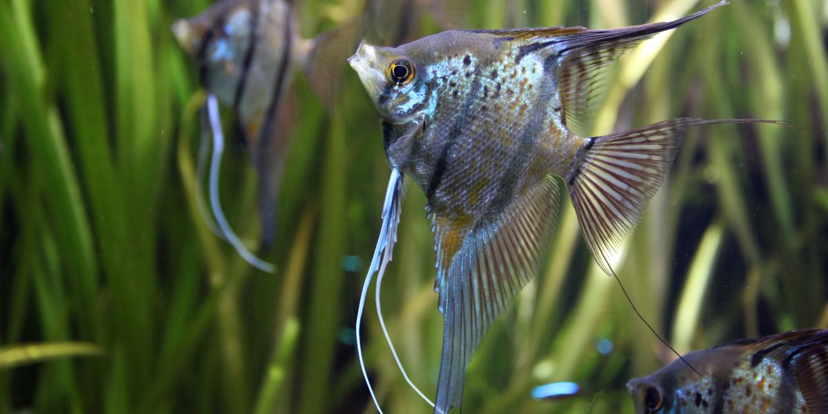 Acquariologia